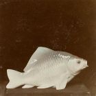Photograph - Spotted carp