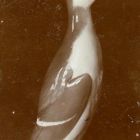 Photograph - Porcelain figurine, penguin