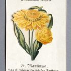 Devotional image - so called "Blumenklappbild, with Xeranthemum the figure Saint Martin