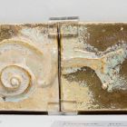 Architectural ceramics - depicting sea snails (from the Bigot-pavilion)