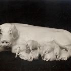 Photograph - Peter Dahl-Jensen: "Maternité", sow with piglets, unpainted porcelain