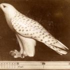 Photograph - Porcelain figurine, northern goshawk